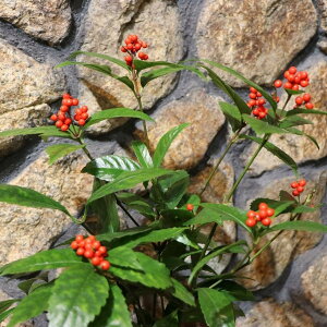 ZE Ԏ 5 50`65cm 痼 ZE  a aeCXg _ N Ԃ