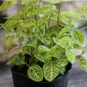 ゴールデン ハニーサックル 2.5〜3号ポット苗 スイカズラ 寄せ植え 花壇 カラーリーフ