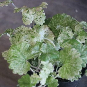 OR} bhXe 2.5`3|bgc JLhIV J[[t 񂹐A Ԓd