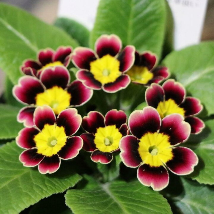 楽天市場 プリムラジュリアン ビクトリアーナ プラネット 3号ポット苗 ジュリアン 寄せ植え 花壇 鉢植え お洒落 オシャレ シック 冬の花 春の花 花 グリーンプラザ山長 楽天市場店 楽天市場 プリムラジュリアン ビクトリアーナ プラネット 3号ポット苗 ジュリアン 寄せ植え 花壇 鉢植え お洒落 オシャレ シック 冬の花 春の花 花 グリーンプラザ山長 楽天市場店