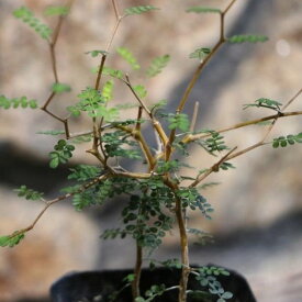 ソフォラ リトルベイビー 3号ポット苗 メルヘンの木 寄せ植え 花壇