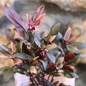 カラーリーフ キンギョソウ ブランルージュ 2.5〜3号ポット苗 寄せ植え 花壇 金魚草 寄せ植え 花壇 鉢植え お洒落 オシャレ 希少種