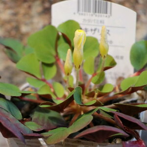 花壇 苗の人気商品 通販 価格比較 価格 Com