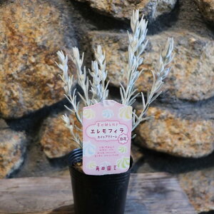 エレモフィラ ホイップクリーム 白花 2.5〜3号ポット苗 寄せ植え 花壇 鉢植え お洒落 オシャレ カラーリーフ シルバーリーフ 春の花 花 希少種