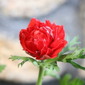 八重咲き アネモネ ポルト ダブル スカーレット 3.5号ポット苗 寄せ植え 花壇 鉢植え お洒落 オシャレ 可愛い 豪華 冬の花 春の花 花