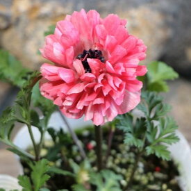 八重咲き アネモネ ポルト ダブル ピンク 3.5号ポット苗 寄せ植え 花壇 鉢植え お洒落 オシャレ 可愛い 豪華 冬の花 春の花 花