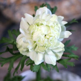 八重咲き アネモネ ポルト ダブル ホワイト 3.5号ポット苗 寄せ植え 花壇 鉢植え お洒落 オシャレ 可愛い 豪華 冬の花 春の花 花