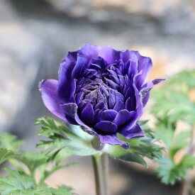 八重咲き アネモネ ポルト ダブル ブルー 3.5号ポット苗 寄せ植え 花壇 鉢植え お洒落 オシャレ 可愛い 豪華 冬の花 春の花 花