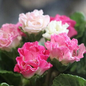 v~Ao炫 vWA C`S̃~tB[ 3.5|bgc 񂹐A Ԓd