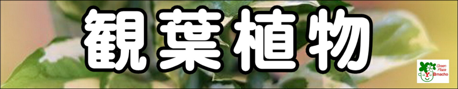 観葉植物