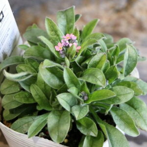 XiOT (Yȑj i~sN 3`3.5|bgc Ԓd 񂹐A