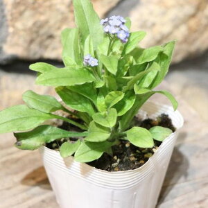 c_YI XiOT (Yȑj u[ 3.5|bgc Ԓd 񂹐A