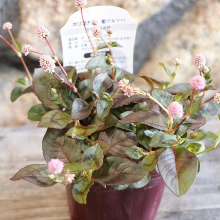 楽天市場】ポリゴナム 2.5〜3号ポット苗 ヒメツルソバ 寄せ植え 花壇 