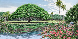 LERbg uMoanalua Gardens II,HawaiivCollette ʐFŉIׂVizt@ 