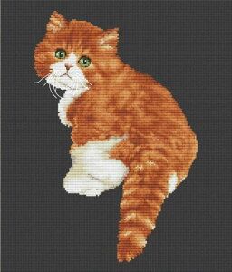 [֑ NXXeb` hJLbg I^ OLanTA 킢L 16ct L NXXeb`Lbg イ hJ