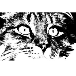 o[X^v A̖ A}Eg AX^v A[gX^v SEX^v