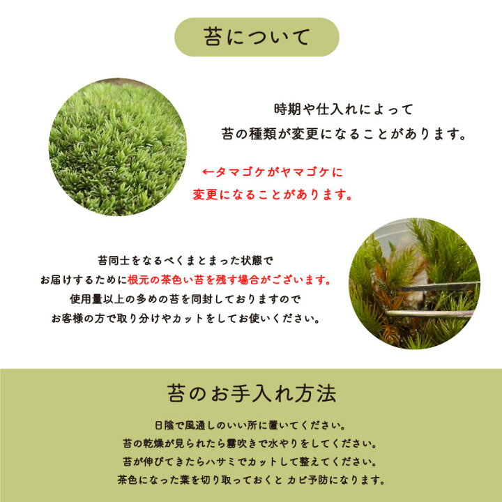 楽天市場 送料無料 苔テラリウム 手作り キット カワウソ 冬ギフト プレゼント 記念日 誕生日 プレゼント ドライフラワー ハンドメイド インテリア 雑貨 男性 ヒノキゴケ ヤマゴケ 観葉植物 園芸 ガーデニング Grace Home