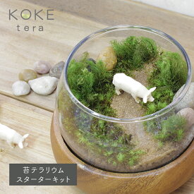 ＼父の日 ギフト／ 苔テラリウムキット 豚の防水フィギュア付き [箱庭 送料無料 栽培 育成 プレゼント 箱庭 ハンドメイド コケテラリウム コケリウム テラリウム インテリア 雑貨 男性 ヒノキゴケ タマゴケ 観葉植物 園芸 ガーデニング]