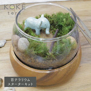 観葉植物 プレゼント 男性の人気商品 通販 価格比較 価格 Com