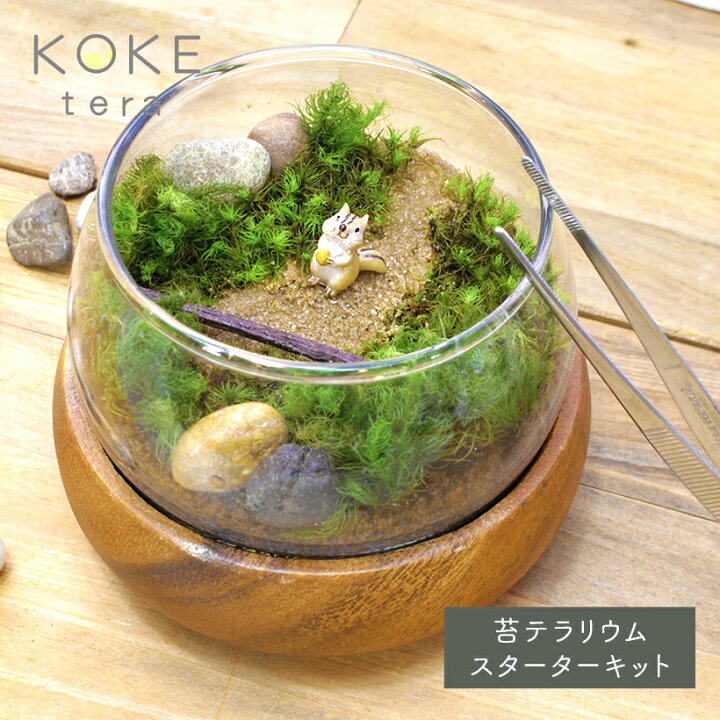 楽天市場 新春セール10 Off 苔テラリウム 手作り キット コケリウムキット リス テラリウム 冬ギフト 送料無料 箱庭 テラリウム ハンドメイド プレゼント インテリア 雑貨 男性 ヒノキゴケ ヤマゴケ 観葉植物 園芸 ガーデニング Grace Home