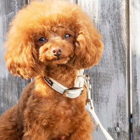 小型犬用首輪　【Solgra　カラー　ナチュラルニット　XS～L】　キナリ・ベージュ・グレーの3カラー