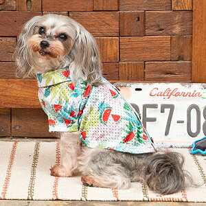 ybgEFA@yD's chat@AnwJVczXSESEMELEXLEXXLE4LE5LE6LEOSEOMEOLEDSEDMTCY@DC