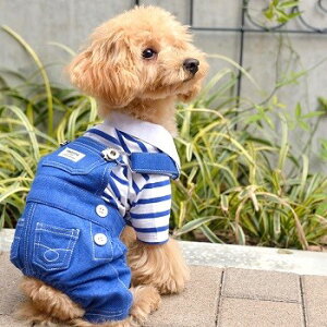 ybgEFA@yTINOTITO@J[fjTybg@lCr[zXSESTCY@I[o[I[@CB