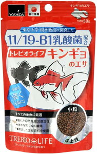 gc  grICt ̃GT 50gܖ 2026N7