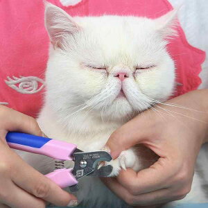  L ܐ؂ Nbv ybg S[fgo[ ͂ ƒp sN u[