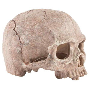 eE ANAEp IuWF p fR[V CeA ~ zR i ANZT[uE u[