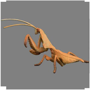  tBMA  ͌^ q RNV  j̎q ̎q  Mtg J}L A