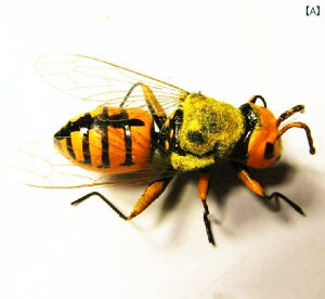  tBMA  ͌^ q RNV   j̎q ̎q ~co` XYo` I A