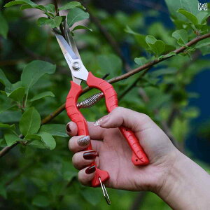 ΂ K[fjO |  nT~ }؂ t[AWg ׂ} ƒp ԉ H