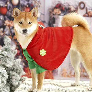  hbOEFA ybg NX}X ߑ 킢  ^ }g ʔ ^ H~ bh O[