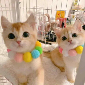 ybg L  lbNX  Jt 킢 Lk a p[eB[ fR[V ANZT[ sN p[v u[