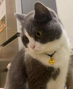 ybg L  lbNX  ҂ ߉\ ^ y_g 킢 WG[ bh ubN