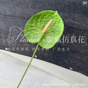  AXE VOXe A { tFCNt[ CeA EFfBO t[AWg ͂Ȃ ȒP rO   X