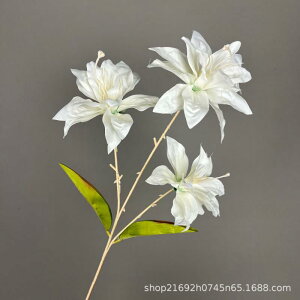 ���� �S�� ���� ���d�炫 3�� ���� �V���N�� �E�F�f�B���O ������ �u���C�_�� �C�x���g �o�[�W�����[�h �ʘH���� �t���A���� �t�����[�A�����W�����g �z���C�g �s���N �p�[�v�� ���b�h