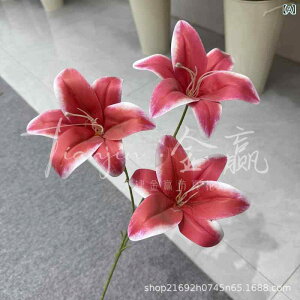  S JTuJ tFCNt[ ̃A G{ PU VRf CeA z[fR[V EGfBO Be