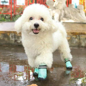  C hbOV[Y tbgJo[ 킢 h~ ^ ^ ^ h Cu[c ybg O[ p[v sN