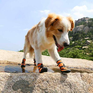  C hbOV[Y ^ ^ ~ h Eɂ JWA IW bh u[