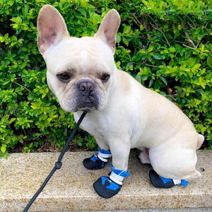  C hbOV[Y h \tg\[ 킢 4 Zbg ^ ybg ʋC ~ u[ sN IW