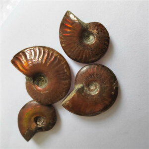  VRACg F AiCg ӏܐ  p[Xg[   fXNgbv u CeA RNV ^