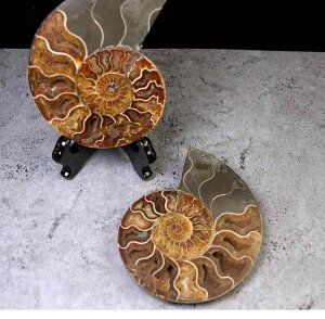  e ACg L VR Cm XCX W{ Ȋw wKp CeA u 蕨 RNV fBXvC   IuWF