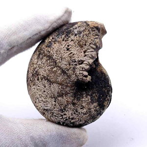  VR eB[ tCAiCg z   ACg ȊwwK RNV fBXvC W{