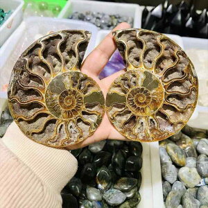 ΕW{ VR }_KXJY AiCg C{[J[ L XCX  z RNV Ϗܐ CeA u f wp 