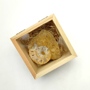  iCWFAY e AiCg  C{[ACg uz z nw wK  RNV fBXvC VR 󏭕W{