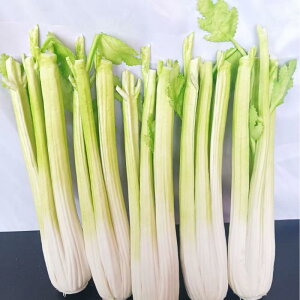 HiTv lH PU A ؖ͌^ Z  hq CQ Jt[ lM jjN iX S[ LE w`} ^X X܃fBXvC p