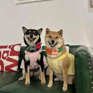 L    [X ؍  lbNEH[}[ ANZT[ ybgpi u[ sN CG[