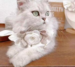 L   悾ꂩ i ݊ 킢 ANZT[ ybgpi ubN x[W sN